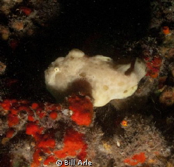 Frogfish.  Big Island, Hawaii. by Bill Arle 